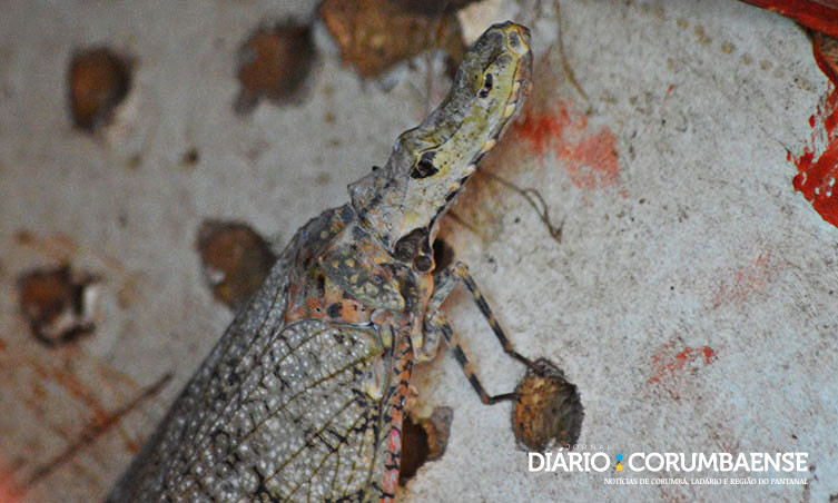 Cobra Cigarra Encontrada Em Posto De Saude Reacende Lendas Pantaneiras Diario Corumbaense