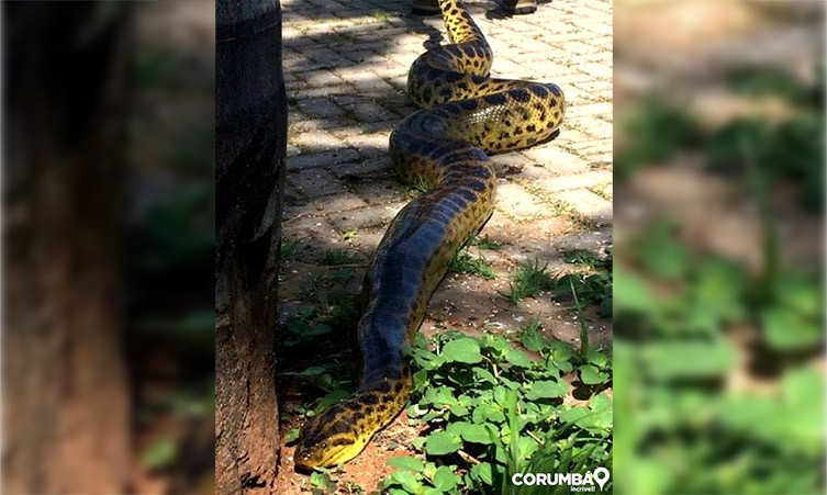 Passeando Em Corumbá