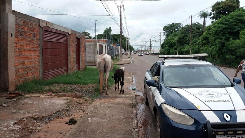 Categoria - Diário Corumbaense