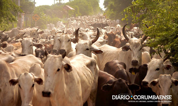 MT possui o maior rebanho bovino do país pelo sexto ano