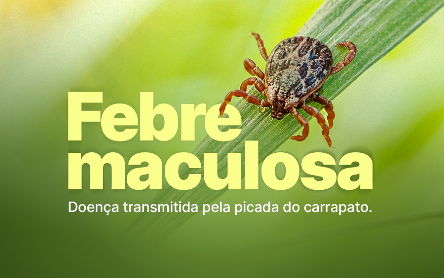 Febre maculosa: casos aumentam em período de seca, veja ações