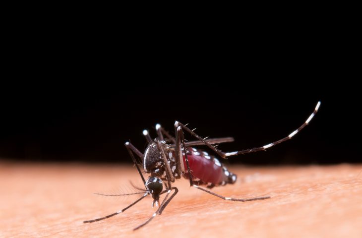 Aprenda a diferenciar entre los síntomas del dengue y la gripe